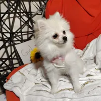 Cecilia, a female Pomeranian for sale in Pine Grove, PA – Photo 3 of 4