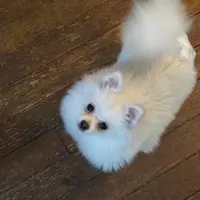 Cecilia, a female Pomeranian for sale in Pine Grove, PA – Photo 2 of 4