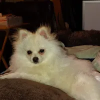 Cecilia, a female Pomeranian for sale in Pine Grove, PA – Photo 4 of 4