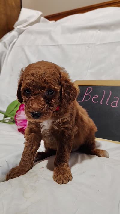 Bella, a female Miniature Goldendoodle for sale in Pine Grove, PA – 4 of 4