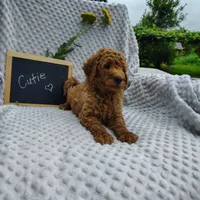 Cutie boy, a male Goldendoodle for sale in Pine Grove, PA – 2 of 7