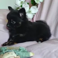 Bebe, a female Pomchi for sale in Pine Grove, PA – 3 of 10