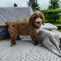 Chester, a male Goldendoodle for sale in Pine Grove, PA – 3 of 9