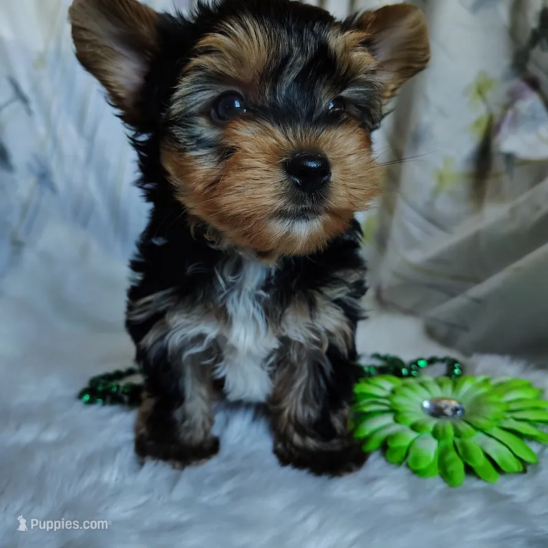 Jet – Yorkshire Terrier puppy for sale in Pine Grove, PA
