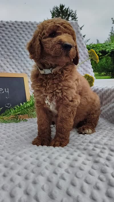Petey, a male Goldendoodle for sale in Pine Grove, PA – 5 of 5