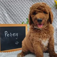 Petey, a male Goldendoodle for sale in Pine Grove, PA – 2 of 5