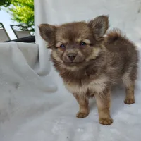 Kisses, a female Pomchi for sale in Pine Grove, PA – 2 of 6