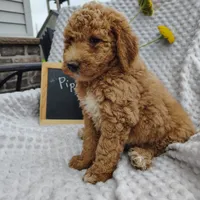 Piper, a male Goldendoodle for sale in Pine Grove, PA – 3 of 4