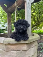 Shanea, a female Poodle - Miniature  for sale in Pine Grove, PA – 4 of 5