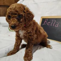 Bella, a female Miniature Goldendoodle for sale in Pine Grove, PA – 3 of 4
