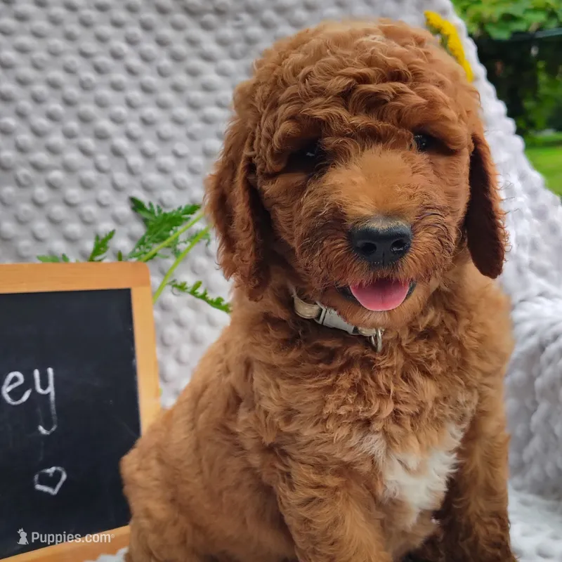 Petey – Goldendoodle puppy for sale in Pine Grove, PA