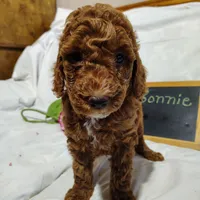 Bonnie , a female Miniature Goldendoodle for sale in Pine Grove, PA – 4 of 5
