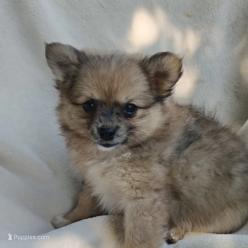 Snickers, a male Pomchi for sale in Pine Grove, PA – 1 of 6