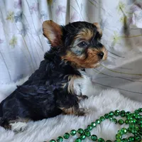 Jet, a male Yorkshire Terrier for sale in Pine Grove, PA – 5 of 6