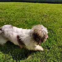 Bambino, a male Shih Tzu for sale in Pine Grove, PA – Photo 1 of 2