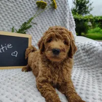 Cutie boy, a male Goldendoodle for sale in Pine Grove, PA – 3 of 7