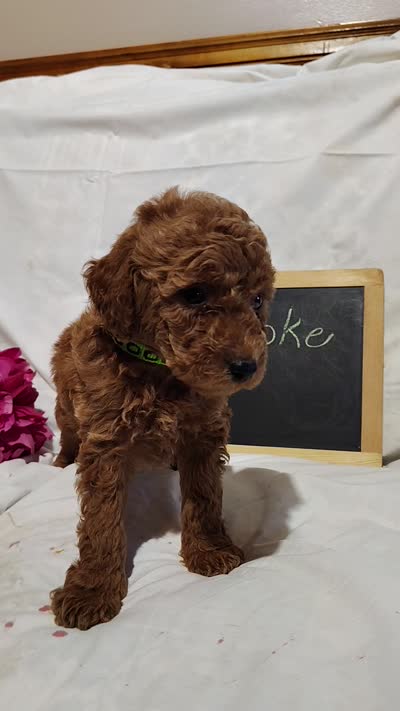 Brooke , a female Miniature Goldendoodle for sale in Pine Grove, PA – 4 of 4