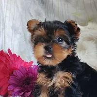 Lilly, a female Yorkshire Terrier for sale in Pine Grove, PA – 4 of 5
