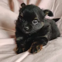 Bebe, a female Pomchi for sale in Pine Grove, PA – 4 of 5