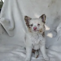 Payday, a male Pomchi for sale in Pine Grove, PA – 2 of 5