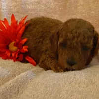 Samantha, a female Miniature Goldendoodle for sale in Pine Grove, PA – 2 of 4