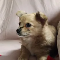 Barbie, a female Pomchi for sale in Pine Grove, PA – 4 of 8