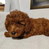 Sunshine, a female Miniature Goldendoodle for sale in Pine Grove, PA – 2 of 4