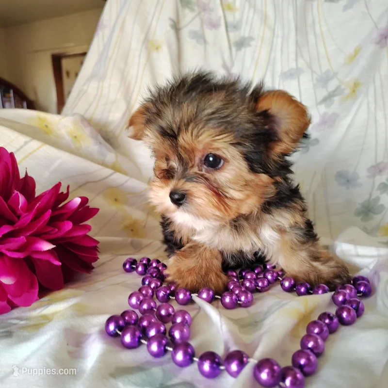 Violet – Yorkshire Terrier puppy for sale in Pine Grove, PA