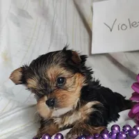 Violet, a female Yorkshire Terrier for sale in Pine Grove, PA – Photo 3 of 4