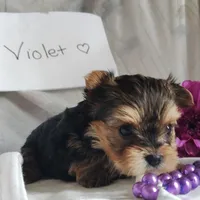 Violet, a female Yorkshire Terrier for sale in Pine Grove, PA – Photo 2 of 4