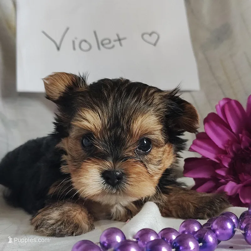 Violet