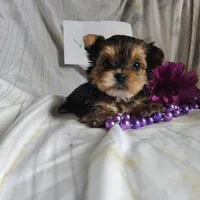 Violet, a female Yorkshire Terrier for sale in Pine Grove, PA – Photo 4 of 4
