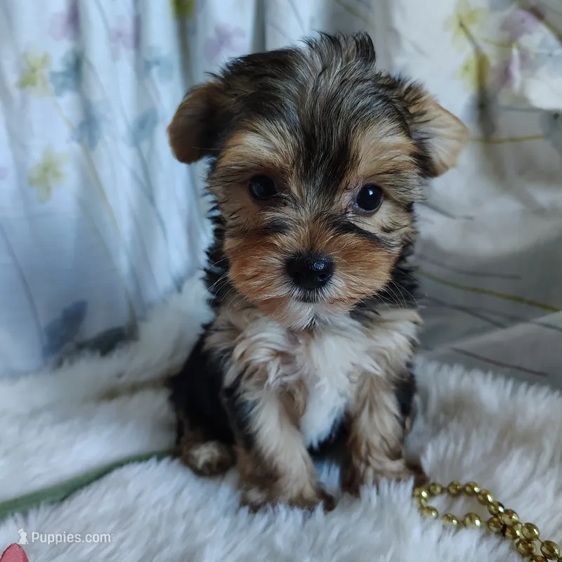 Jolene – Yorkshire Terrier puppy for sale in Pine Grove, PA