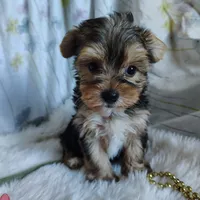 Jolene, a female Yorkshire Terrier for sale in Pine Grove, PA – 1 of 5