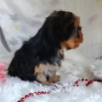 Annabelle, a female Yorkshire Terrier for sale in Pine Grove, PA – 2 of 4