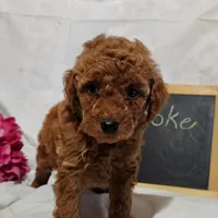 Brooke , a female Miniature Goldendoodle for sale in Pine Grove, PA – 2 of 4