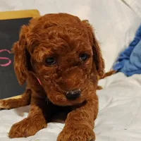 Blossom , a female Miniature Goldendoodle for sale in Pine Grove, PA – 3 of 5