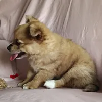 Barbie, a female Pomchi for sale in Pine Grove, PA – 2 of 8