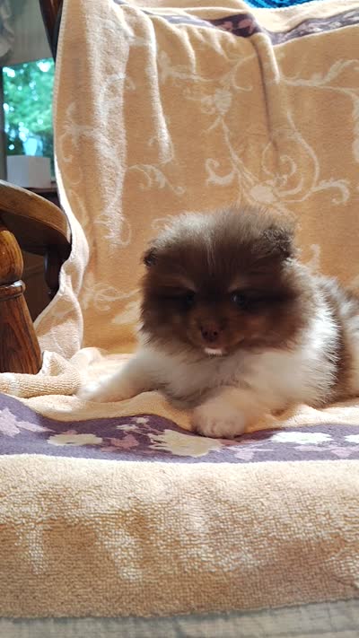 Pudding, a male Pomeranian for sale in Pine Grove, PA – 4 of 4