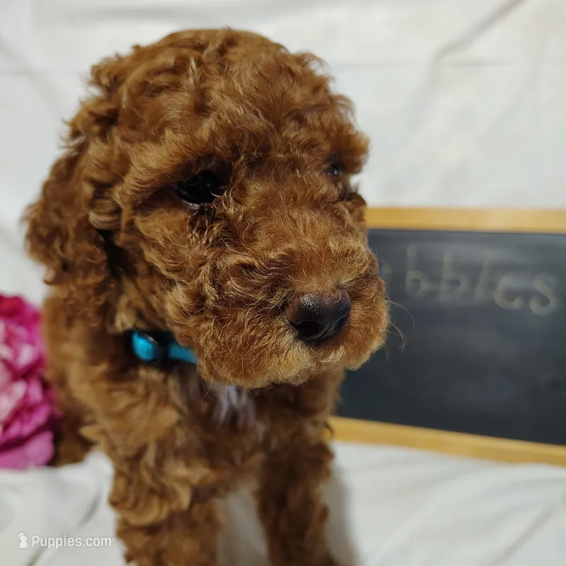 Bubbles – Miniature Goldendoodle puppy for sale in Pine Grove, PA