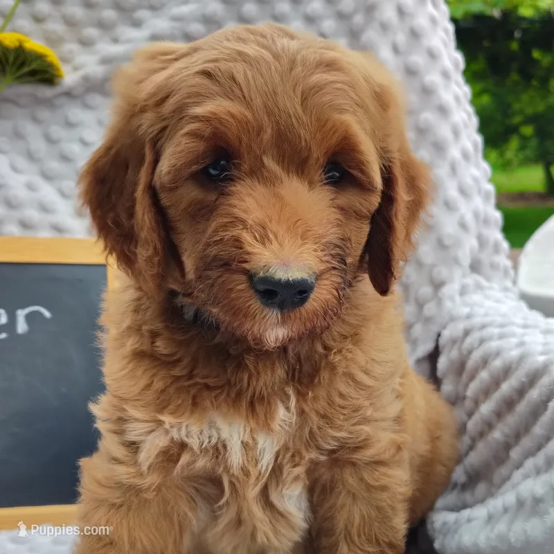 Tucker – Goldendoodle puppy for sale in Pine Grove, PA