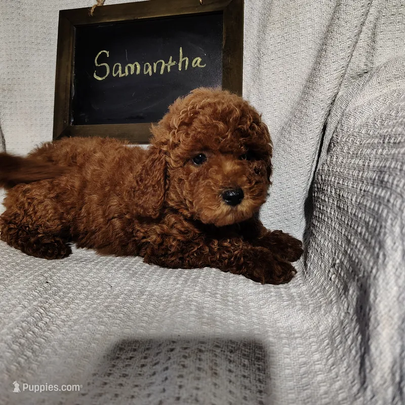 Samantha – Miniature Goldendoodle puppy for sale in Pine Grove, PA