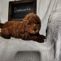 Samantha, a female Miniature Goldendoodle for sale in Pine Grove, PA – 1 of 3