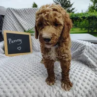 Penny, a female Goldendoodle for sale in Pine Grove, PA – 5 of 6
