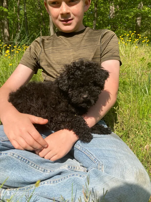 Shanea – Poodle - Miniature  puppy for sale in Pine Grove, PA