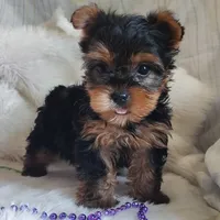 Lilly, a female Yorkshire Terrier for sale in Pine Grove, PA – 2 of 5