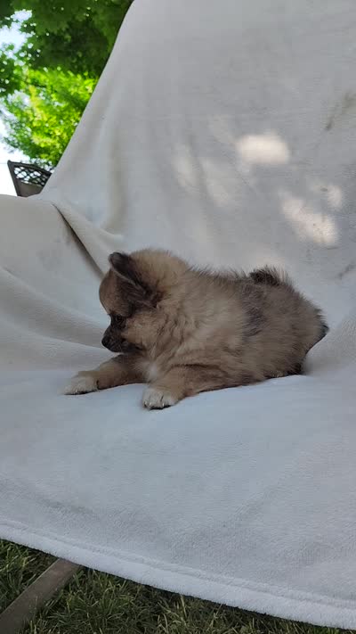 Snickers, a male Pomchi for sale in Pine Grove, PA – 6 of 6