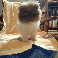 Pudding, a male Pomeranian for sale in Pine Grove, PA – 2 of 4