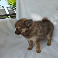 Kisses, a female Pomchi for sale in Pine Grove, PA – 3 of 6