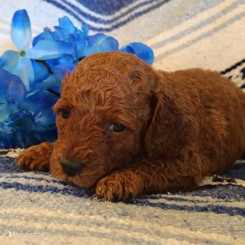 Sully – Miniature Goldendoodle puppy for sale in Pine Grove, PA